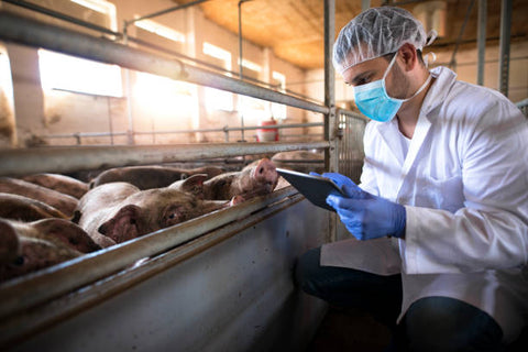 Veterinario en explotación de cerdos de granja