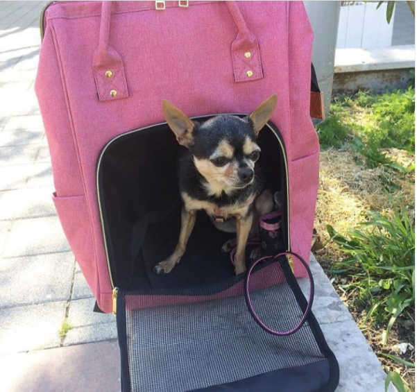 dog carry case for travel