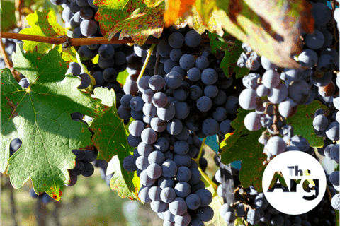 cabernet-sauvignon-grapes