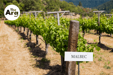 malbec-grapes-from-argentina