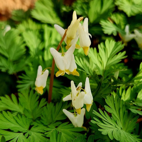 Dutchman's Breeches