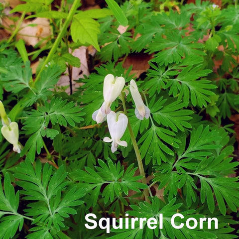 Squirrel Corn