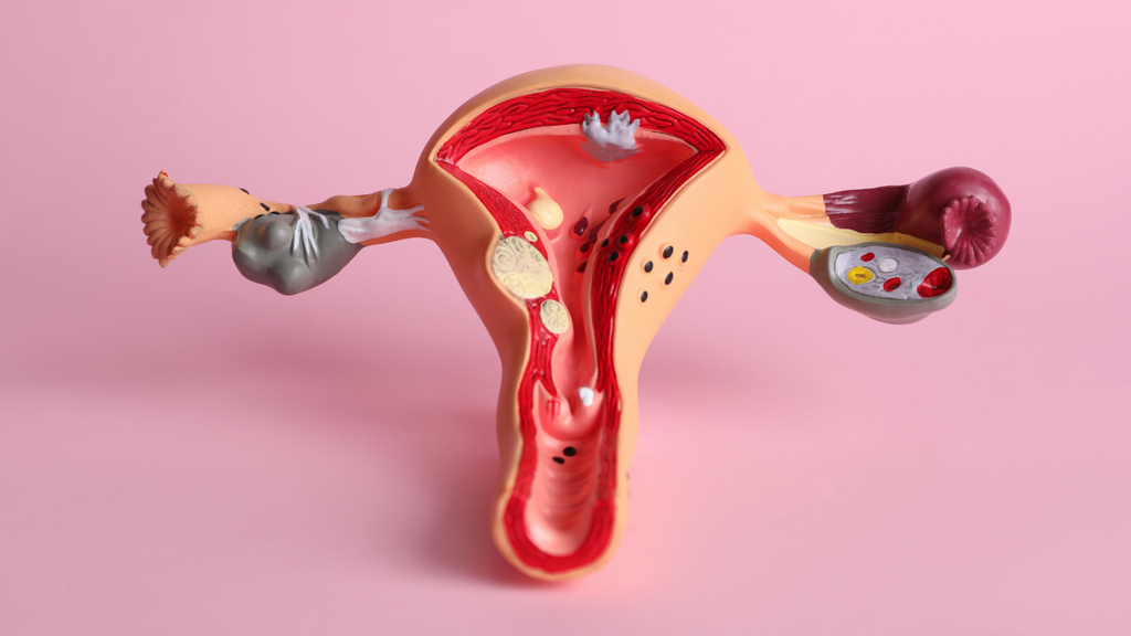 what is uterus