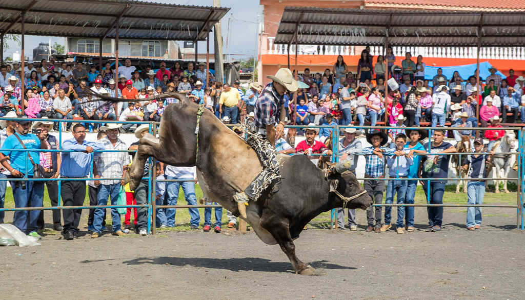 Bull Riding: The Ultimate Test of Grit