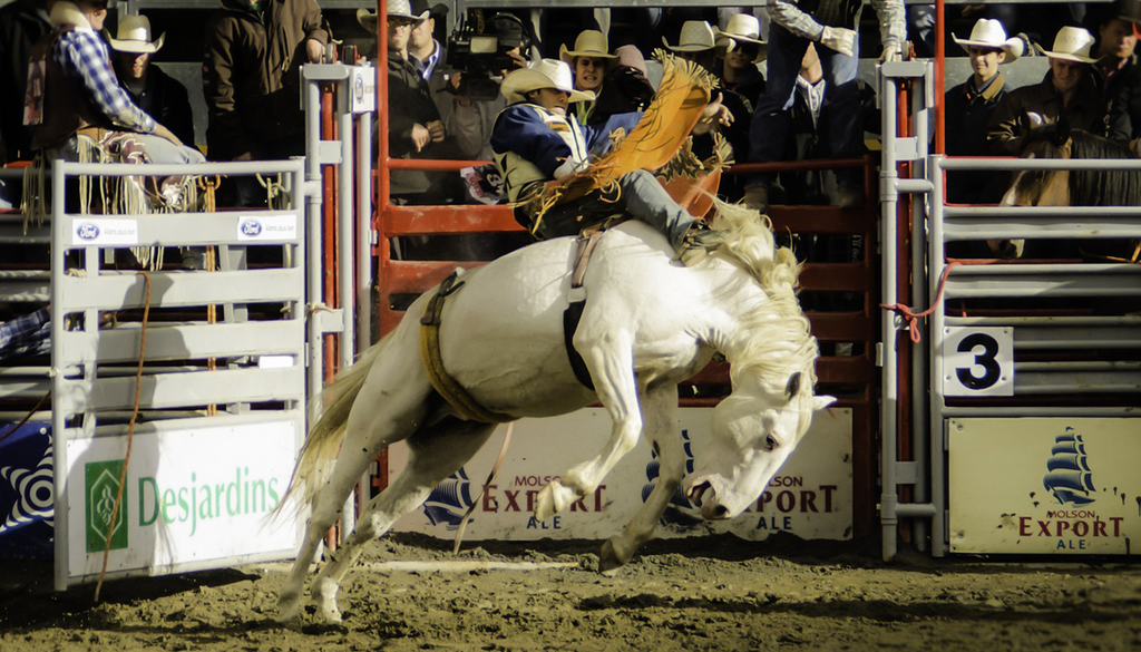 Saddle Bronc Riding: A Dance with Power