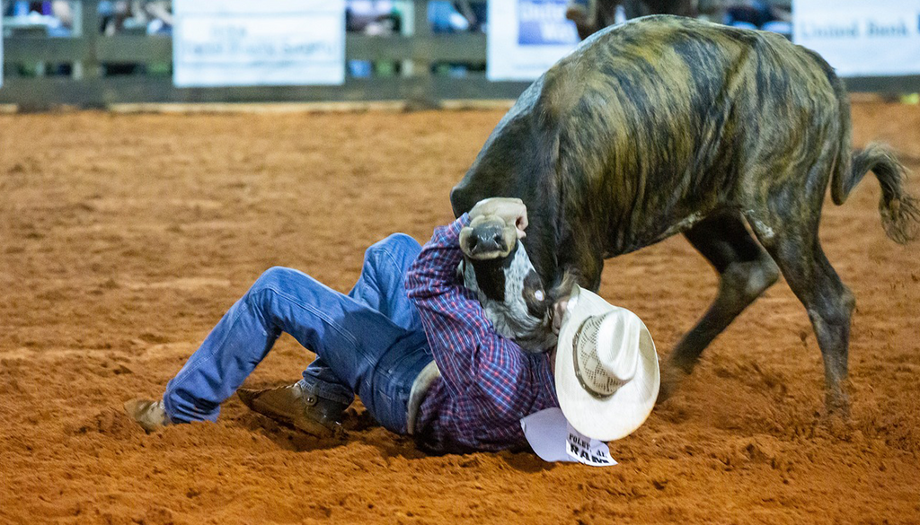 Steer Wrestling: Strength and Strategy