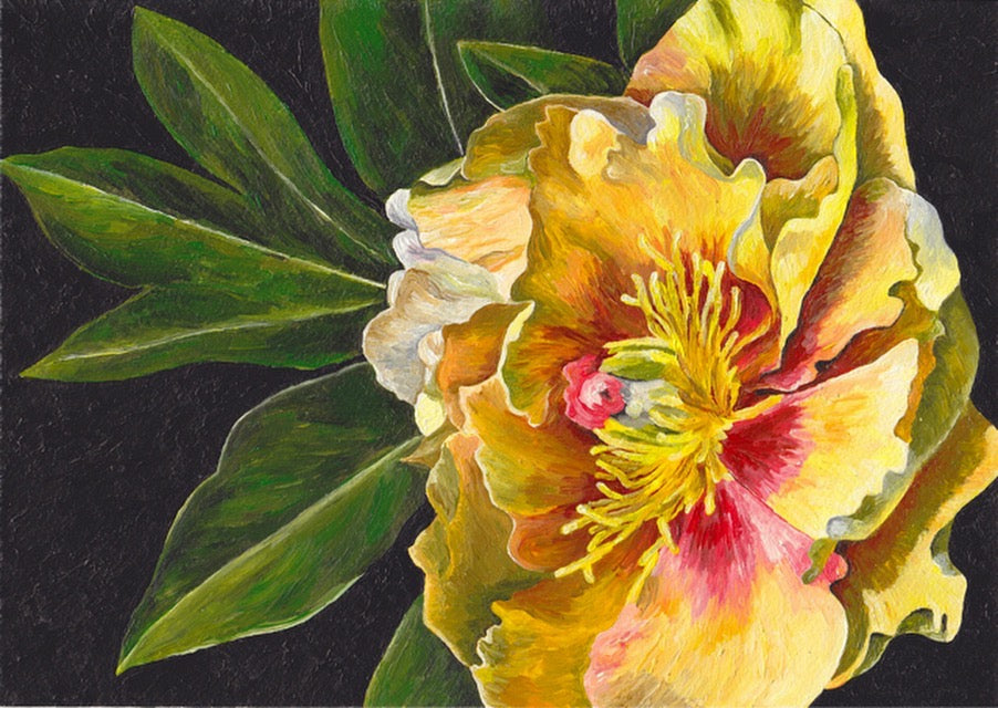 Local Artist Penny Brooshooft Peony Original