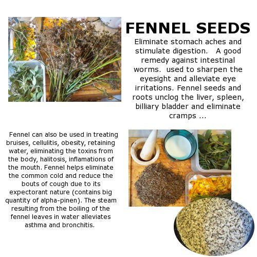 fennel-seeds-health-benefits-venus-animal-healing-organic-growing-herbs