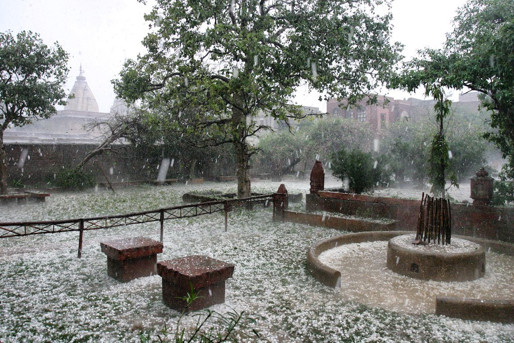 jaganath-puri-tulasi-garden