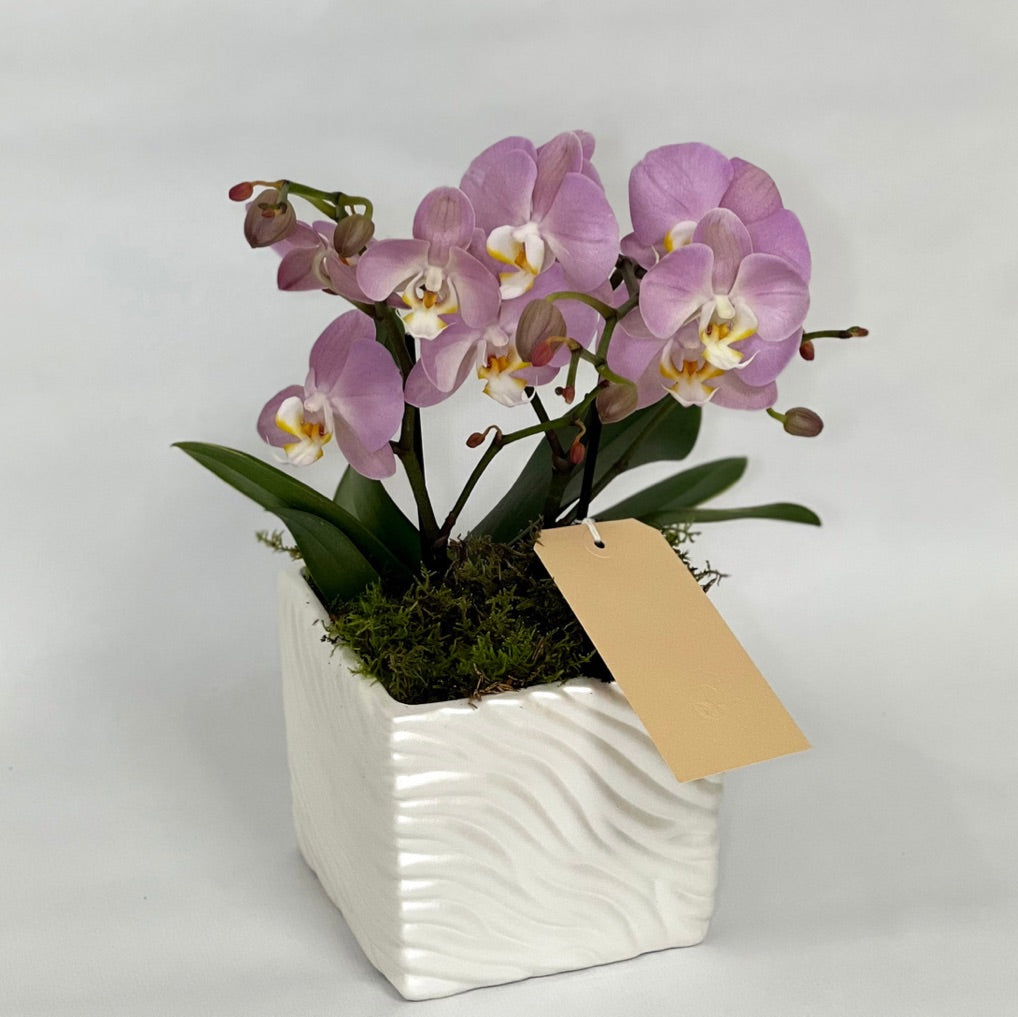 Orquídeas Pequenas – Bottega Garden