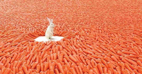 White rabbit in a sea of carrots - so many to choose from!