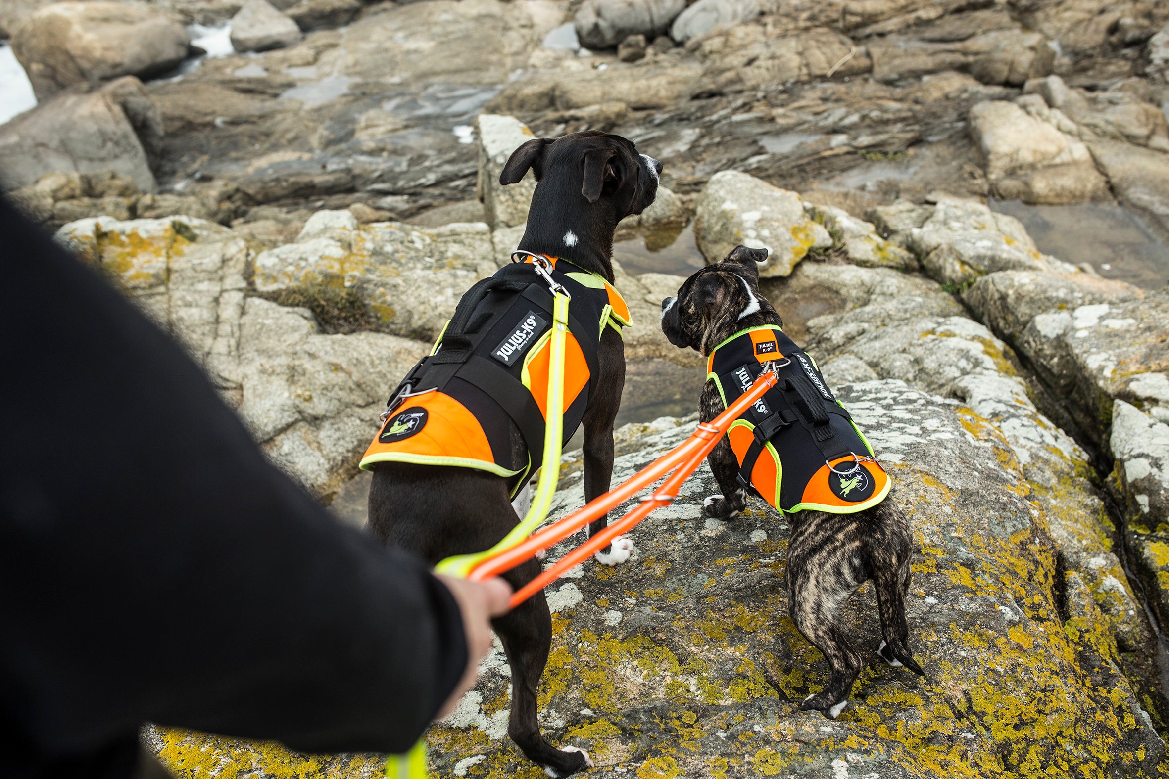 julius k9 life vest