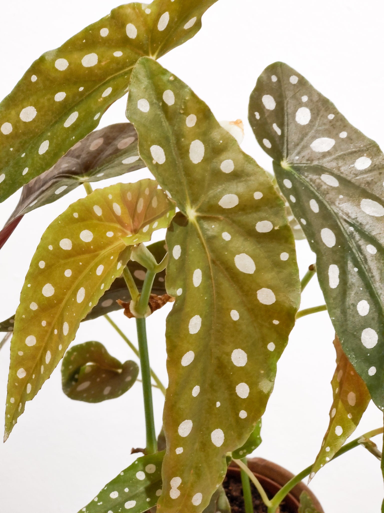 Begonia Maculata – 