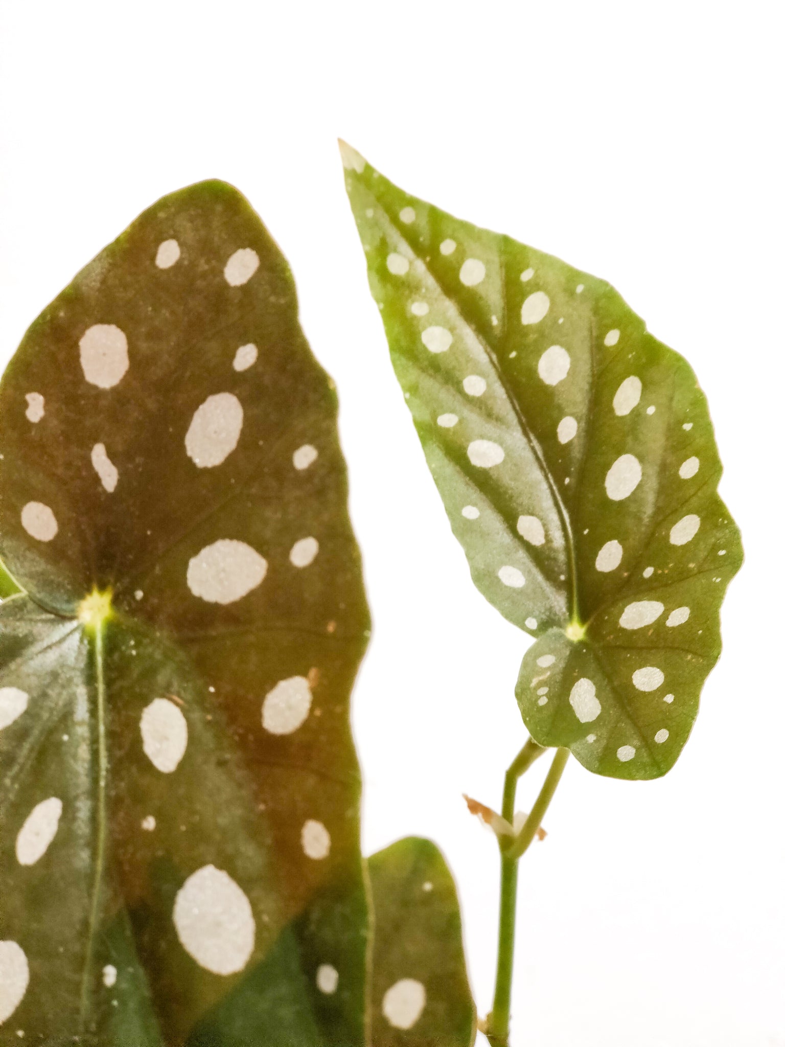 Begonia Maculata – 