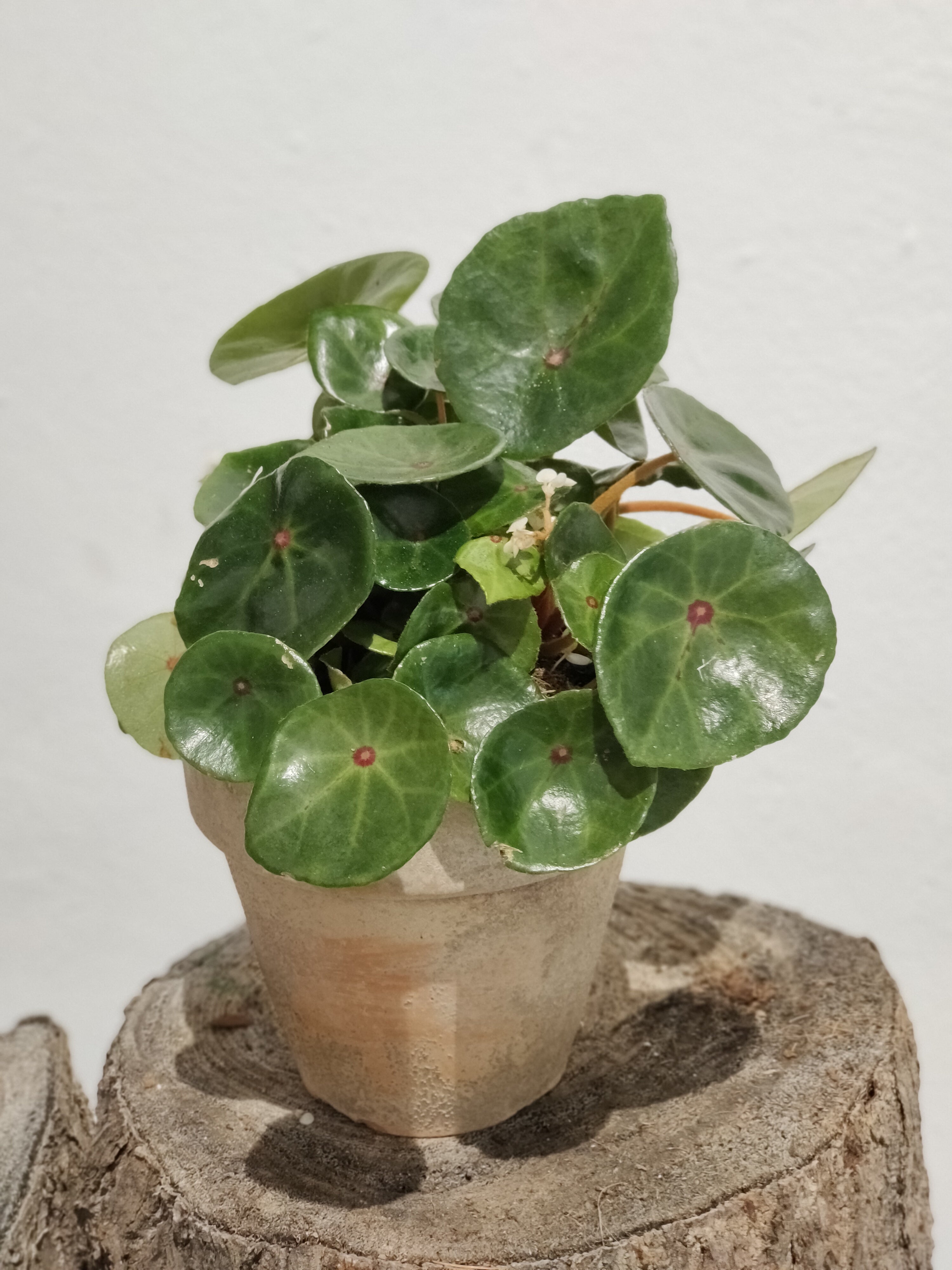 Begonia Conchifolia 