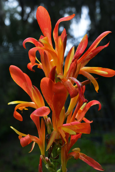 canna lilie flower