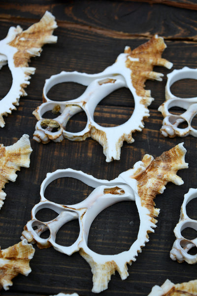 Murex Ramosus Sea Shell Slices