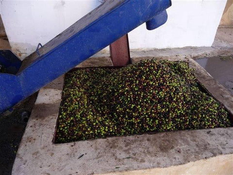 Pressing the olives