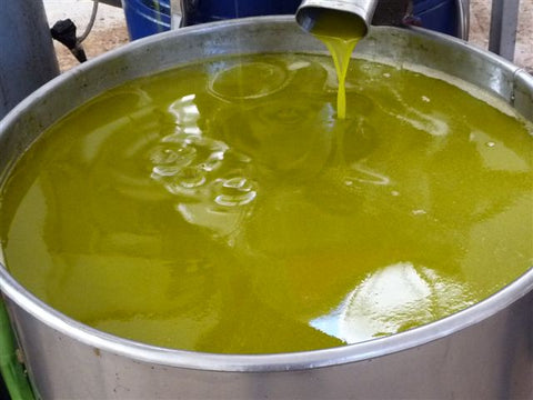 Production of olive oil