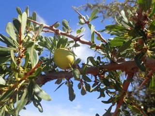 Argan fruit on the tree