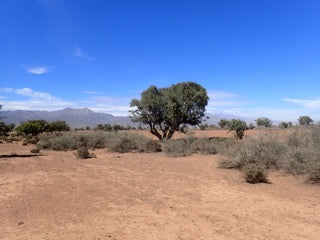 Argan tree