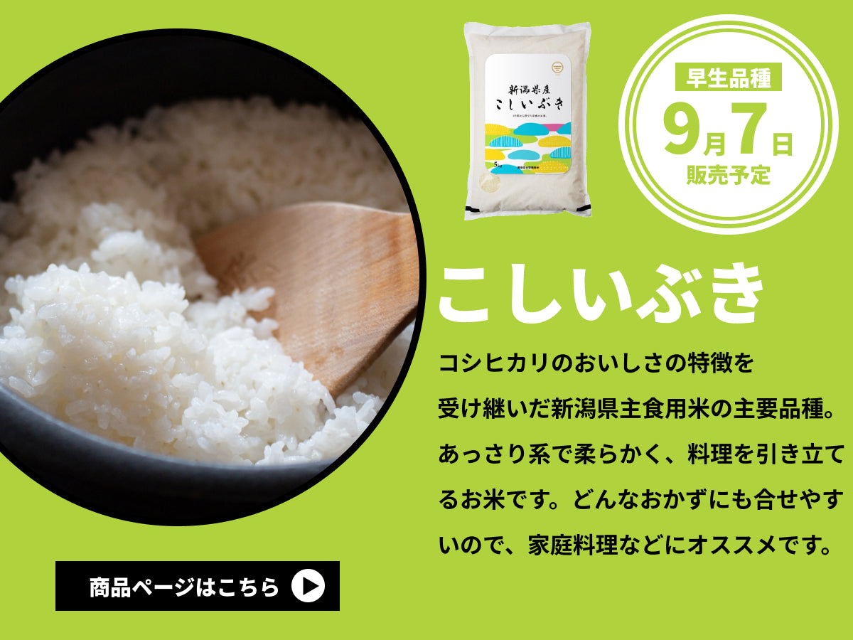 令和5年産こしいぶき