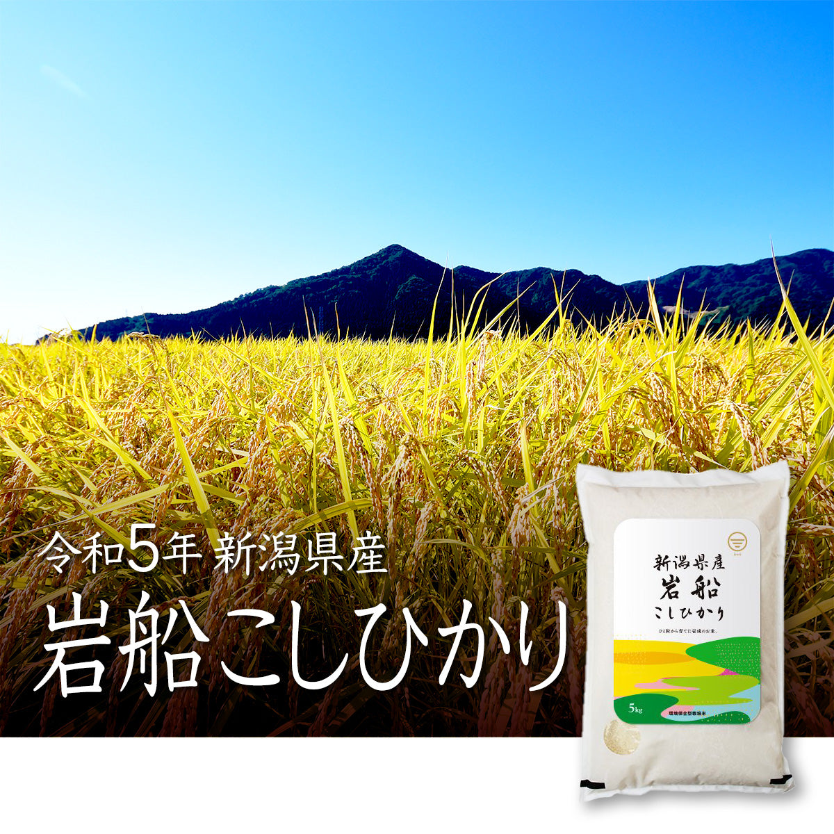 通販　米杜氏【公式】オンラインショップ　岩船産コシヒカリ5kg　–　新潟のお米通販『米杜氏』　新潟のお米