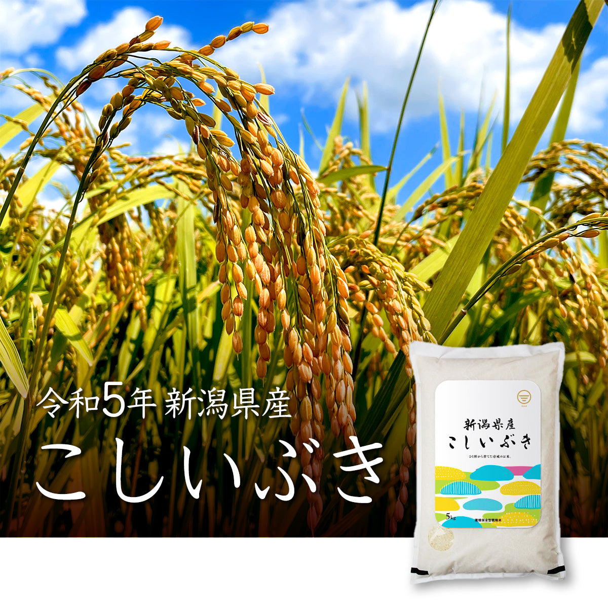 令和5年産 新潟産こしいぶき5kg 新潟のお米通販『米杜氏』 – 新潟のお米 通販 - 米杜氏【公式】オンラインショップ