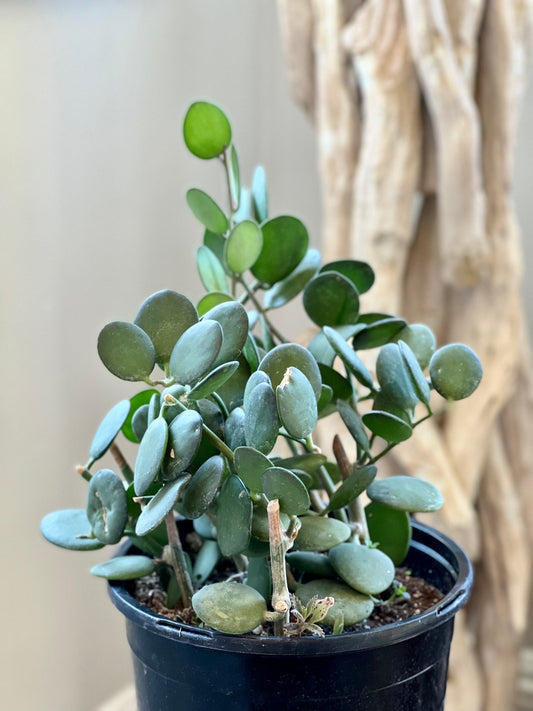 Hoya Silver Dollar – We Are Plant Lovers