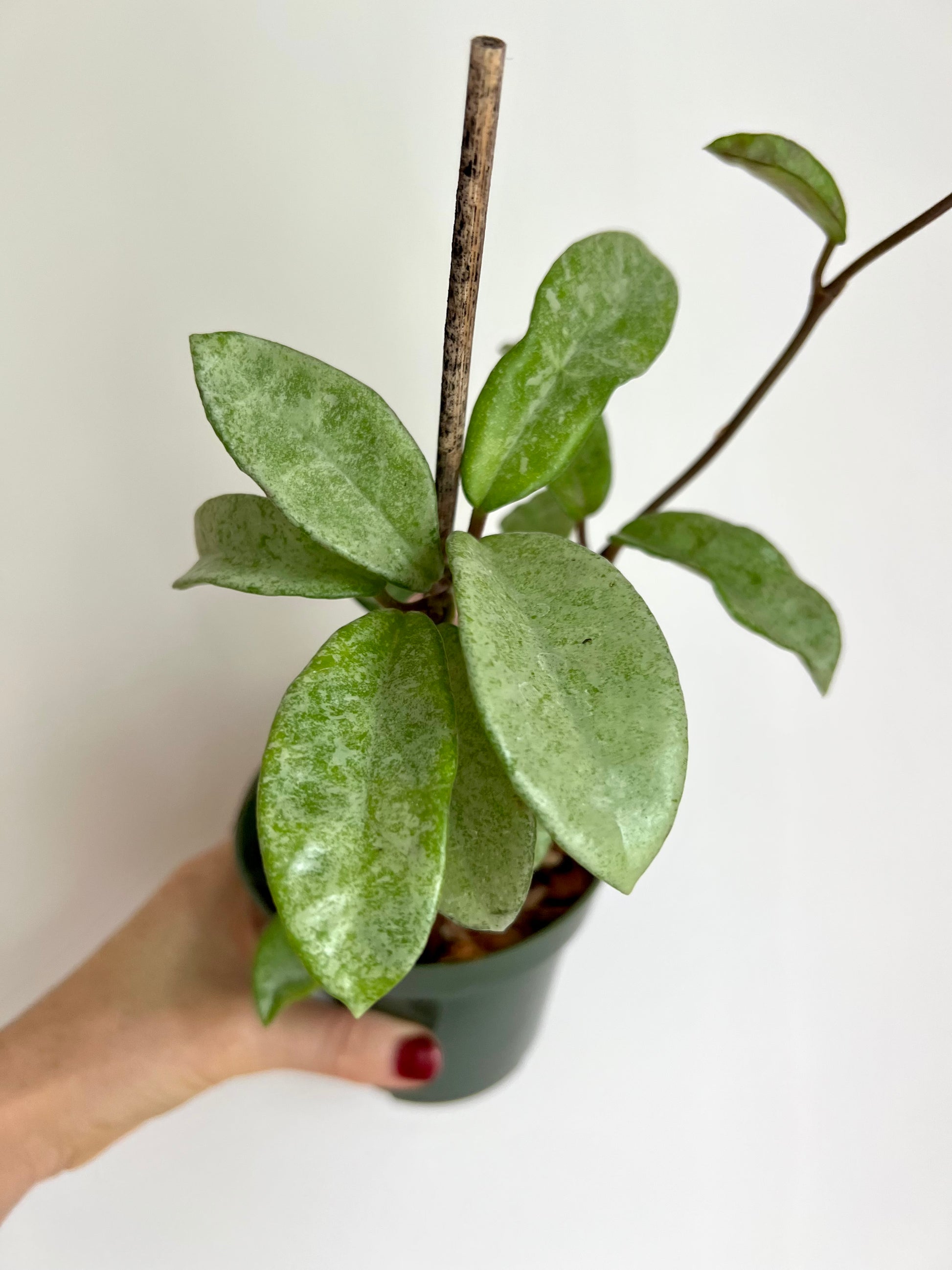 Hoya Carnosa Nova Ghost ホヤ カルノーサ ノバゴースト-bydowpharmacy.com