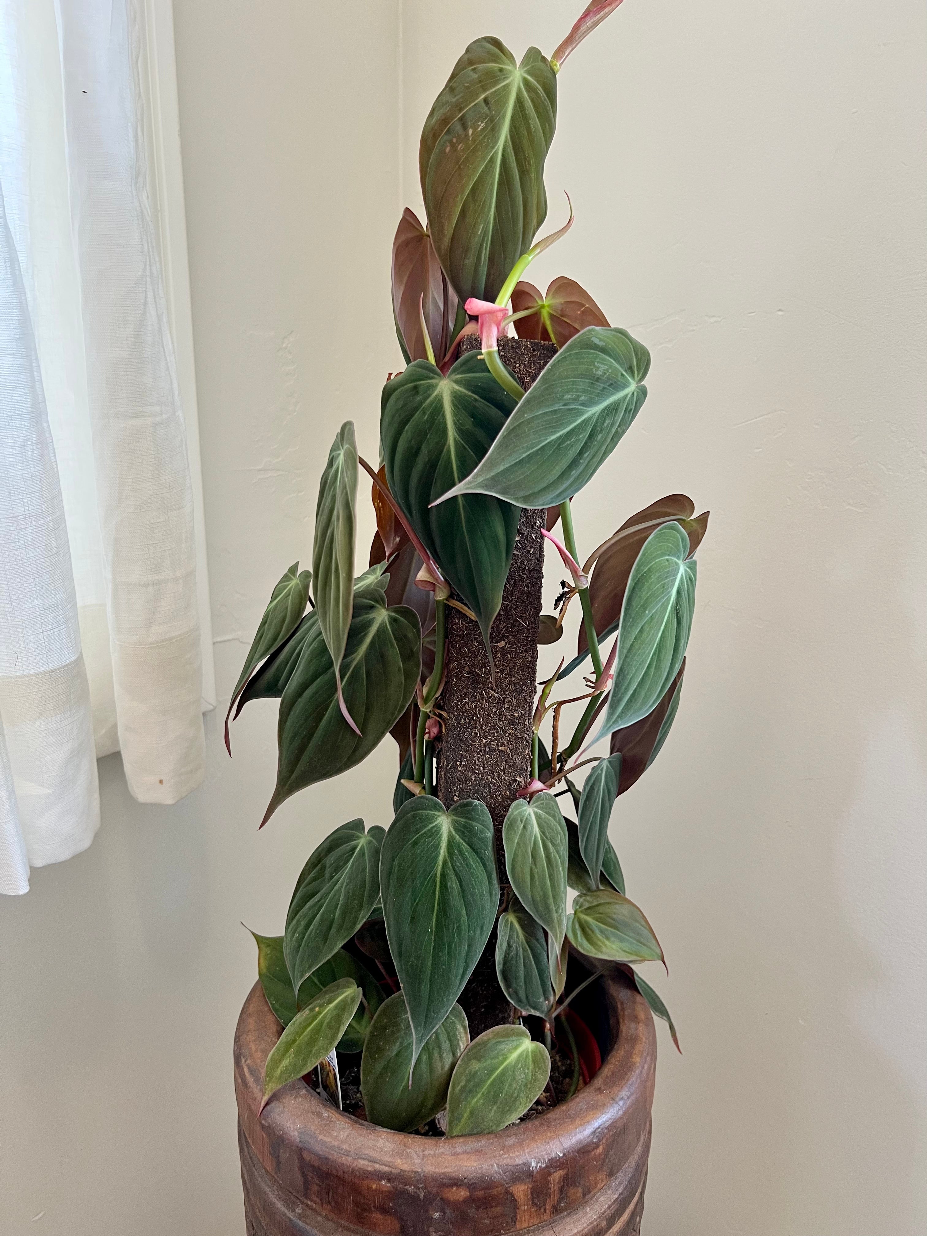 Philodendron Mican – We Are Plant Lovers