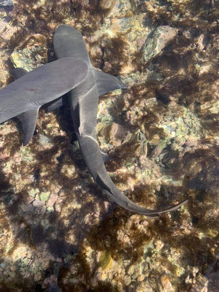 Cape Verde Shark Fishing