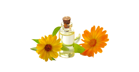 calendula oil