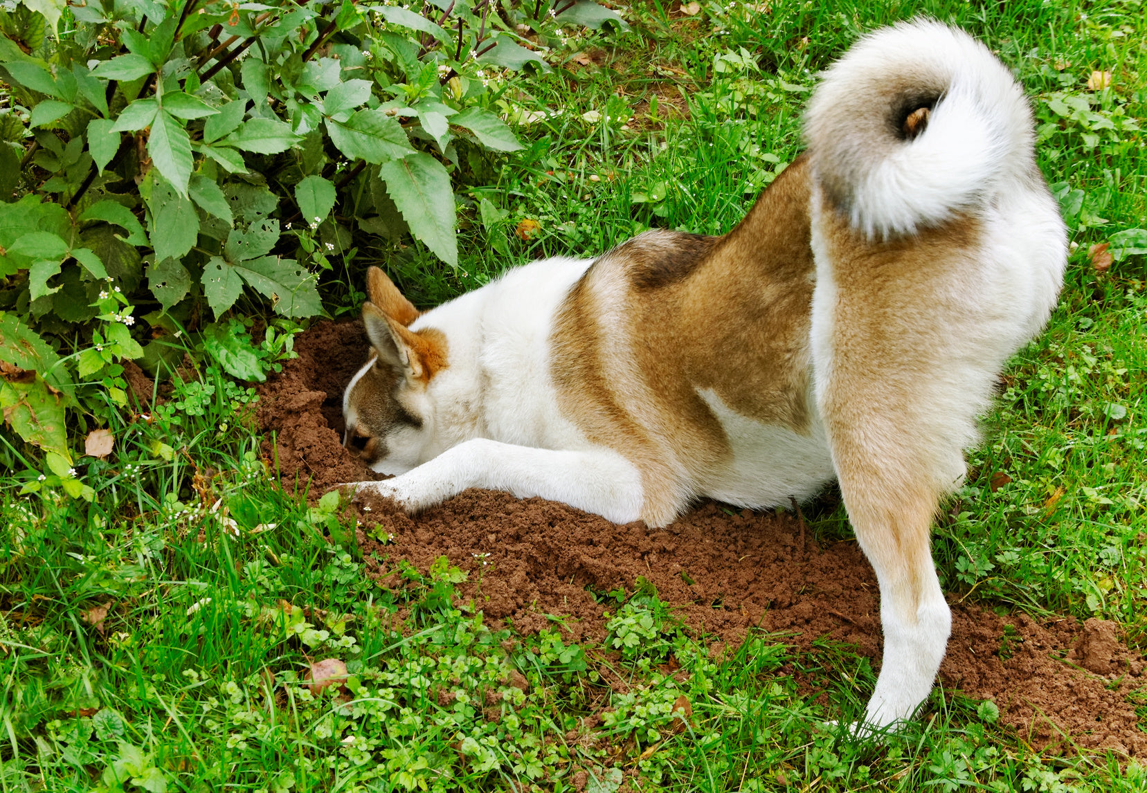 how to keep a nice yard with dogs