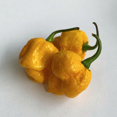 Trinadad 7 Pod Yellow Chilli