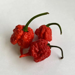 Carolina Reaper Chilli