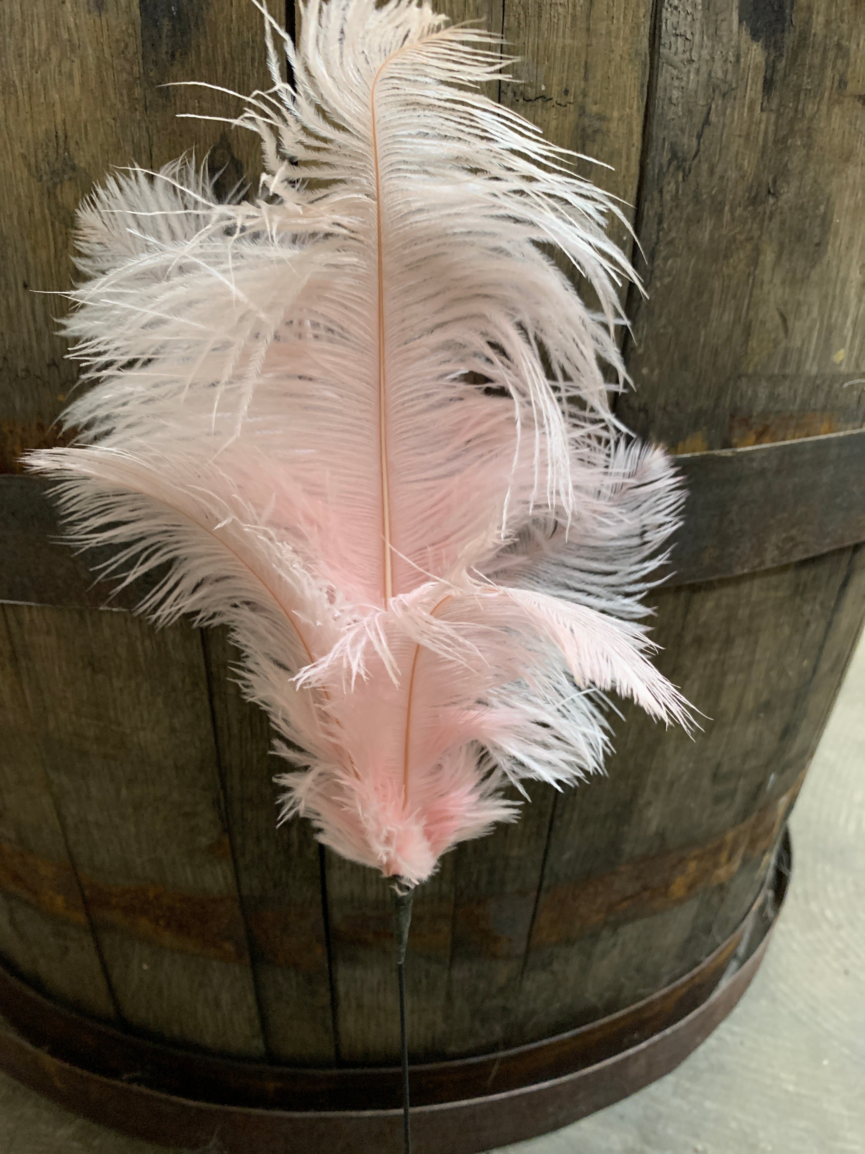 Frank Adams - Pink Ostrich Feather