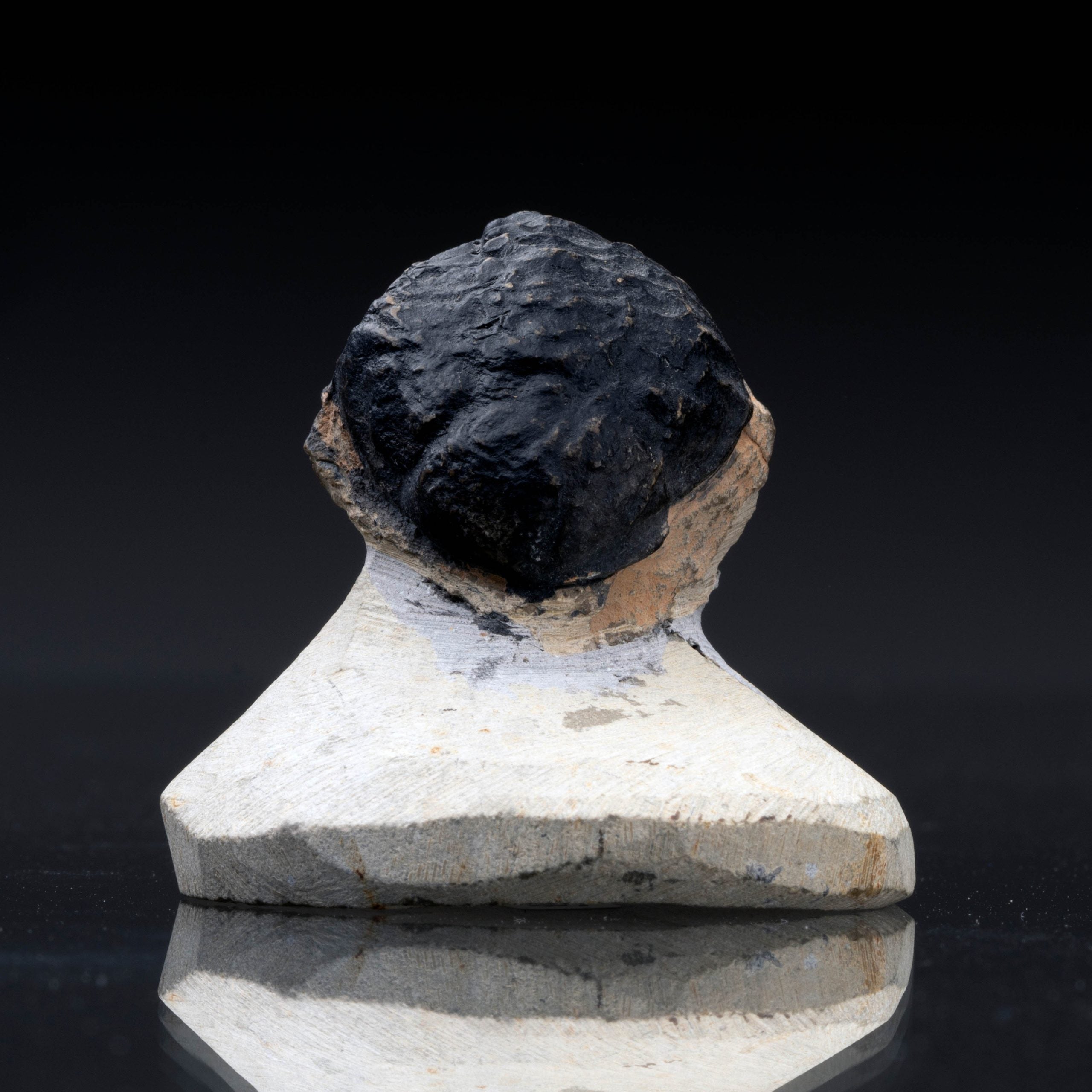 Trilobite Fossil // 103 Grams