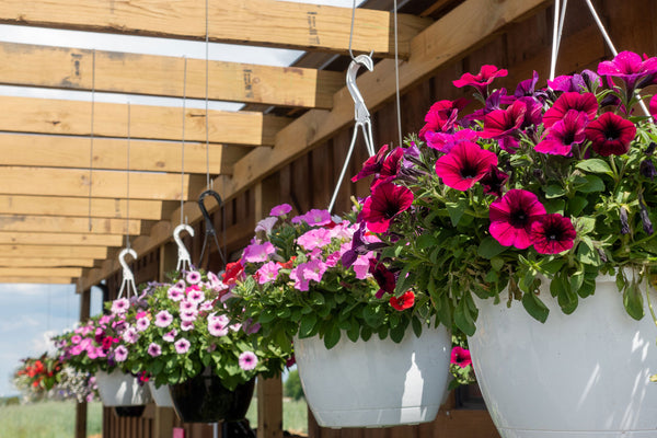 Pots de fleurs suspendus au-dessus d'un balcon