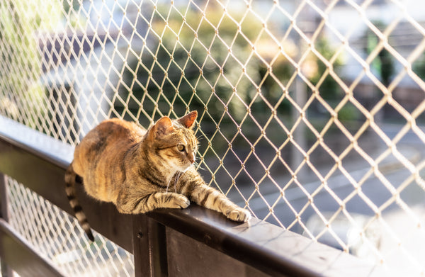 Protection pour chat sur balcon