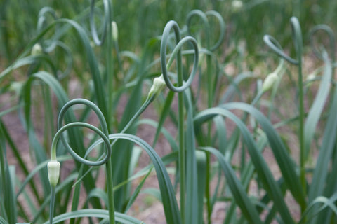 close up of garlic scapes on the plants in a field