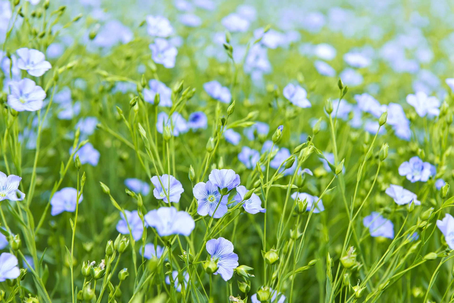 Linen Field