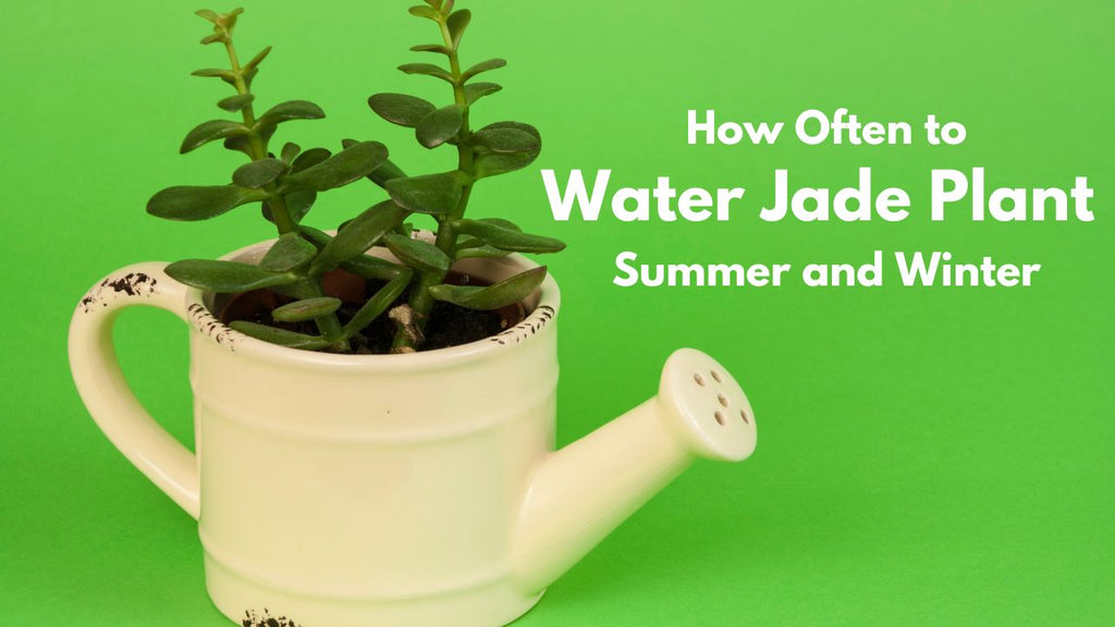 How Often Water Jade Plant in Summer – planterhoma