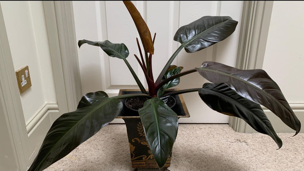 Philodendron Imperial Red Care: The Essential Guide