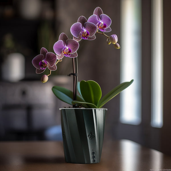 Beautiful Indoor Orchid Pot with Holes
