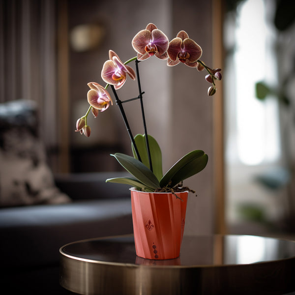 orchid planter with holes
