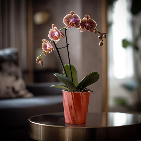 Orchid Planter