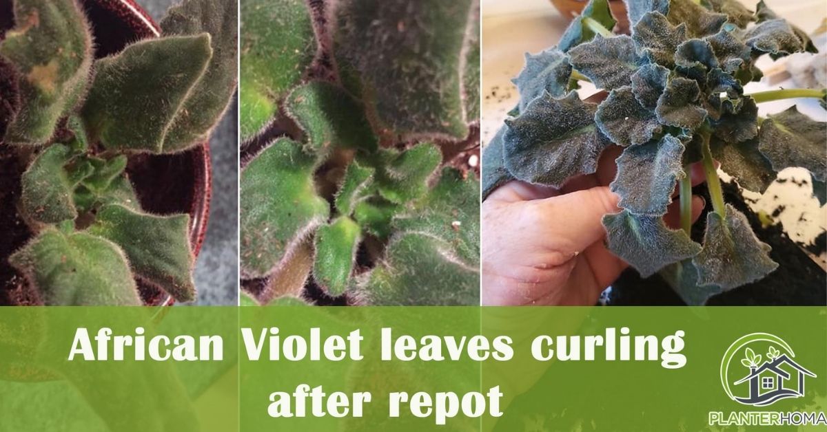 African Violet leaves curling after repot