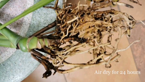 Air dry monstera roots after washing