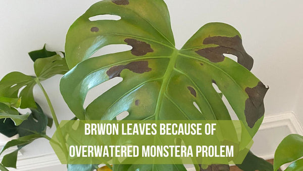 Brown Spots On Monstera Leaves because of Overwatered Monstera